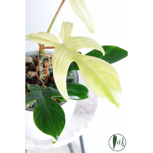 Philodendron florida ghost