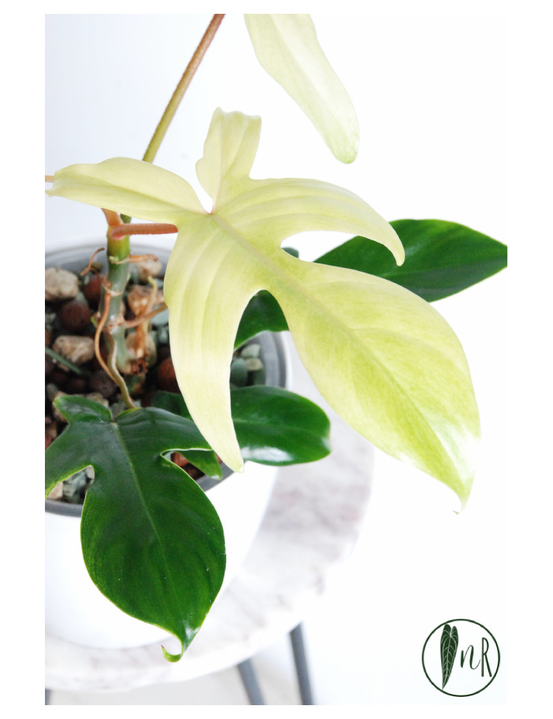 Philodendron florida ghost
