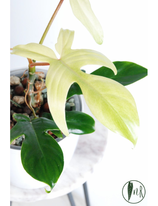 Philodendron florida ghost
