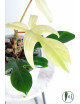 Philodendron florida ghost