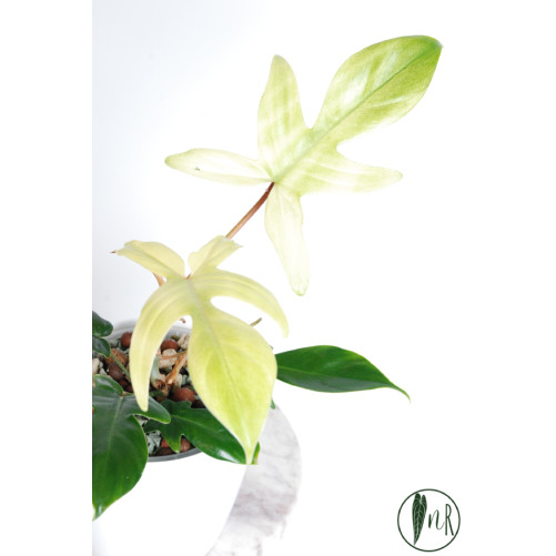 Philodendron florida ghost