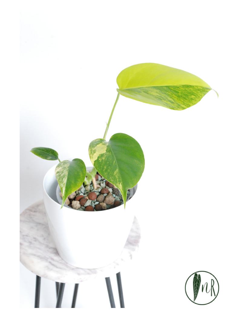 Monstera marmorata aurea