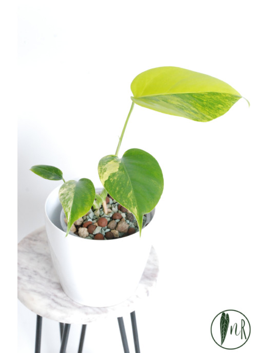 Monstera marmorata aurea