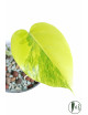Monstera marmorata aurea