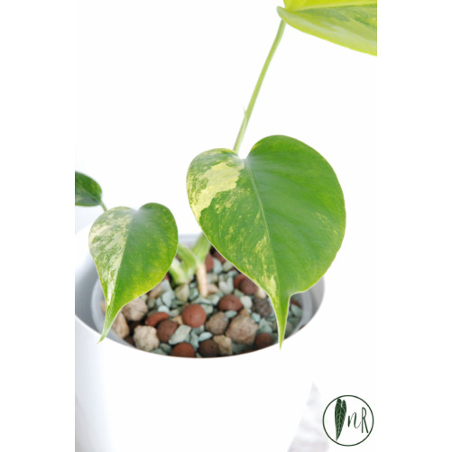 Monstera marmorata aurea