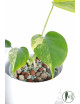 Monstera marmorata aurea