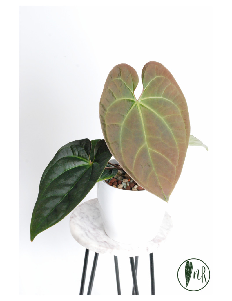 Anthurium crystallinum x luxurians (Raven Soul)