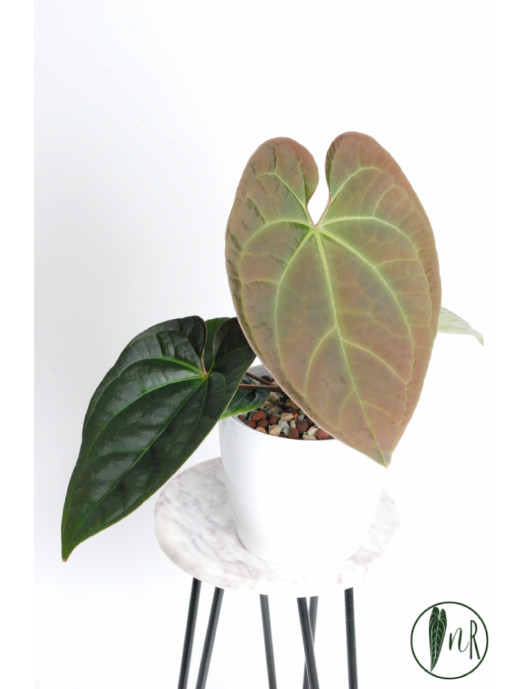 Anthurium crystallinum x luxurians (Raven Soul)
