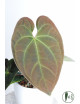 Anthurium crystallinum x luxurians (Raven Soul)