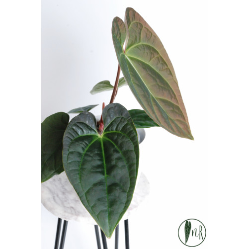 Anthurium crystallinum x luxurians (Raven Soul)