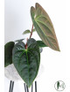 Anthurium crystallinum x luxurians (Raven Soul)