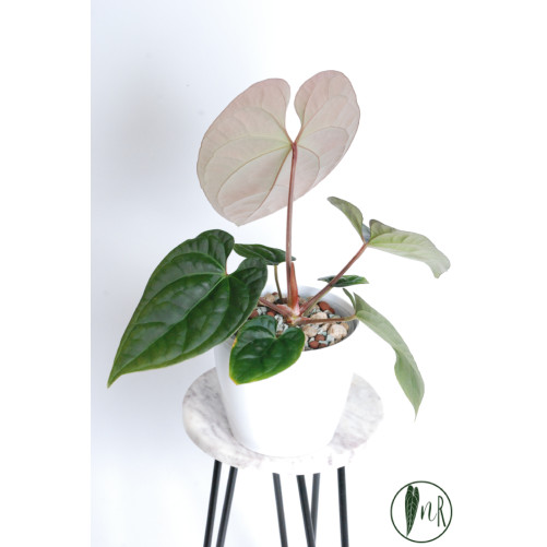 Anthurium crystallinum x luxurians (Raven Soul)