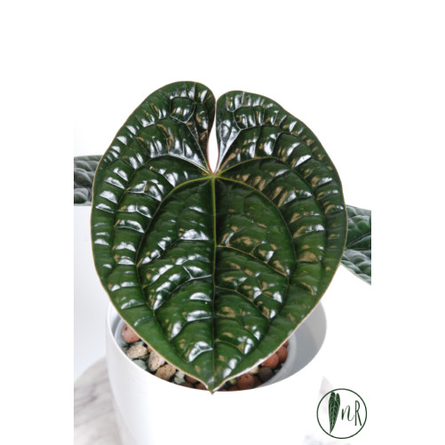 Anthurium luxurians