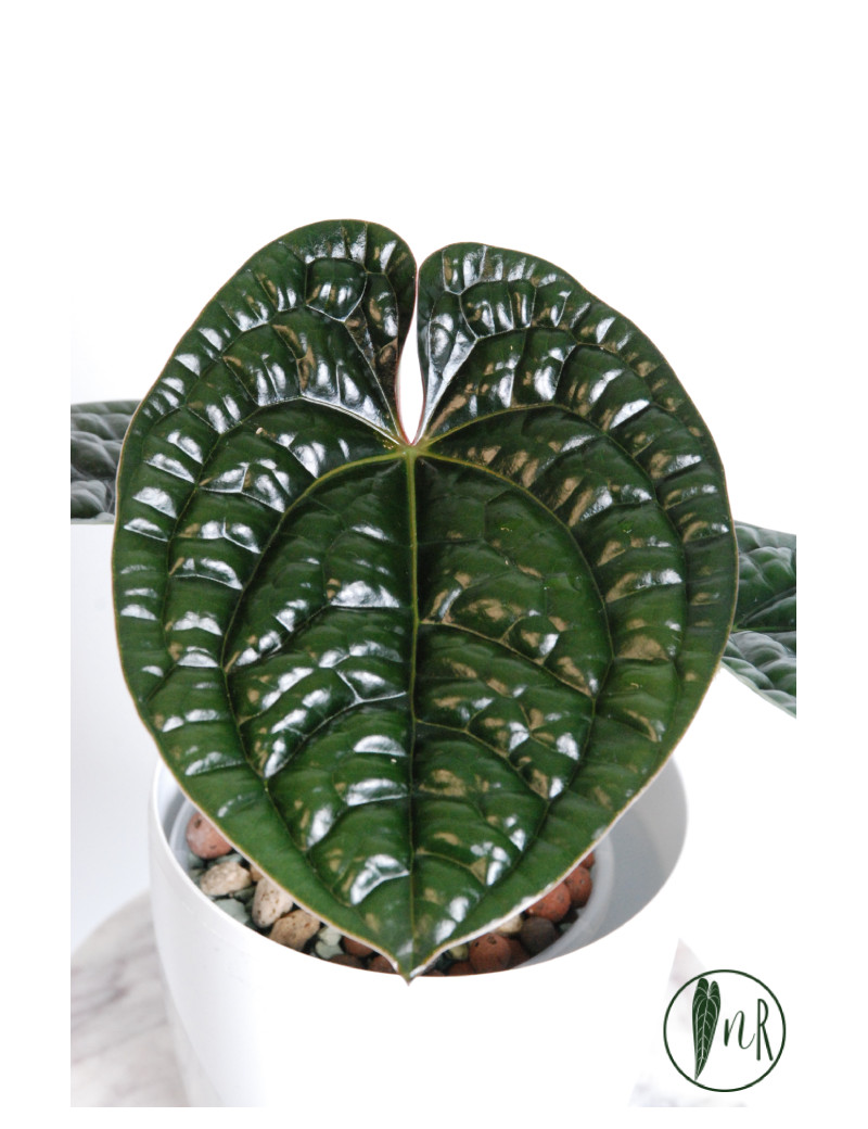 Anthurium luxurians