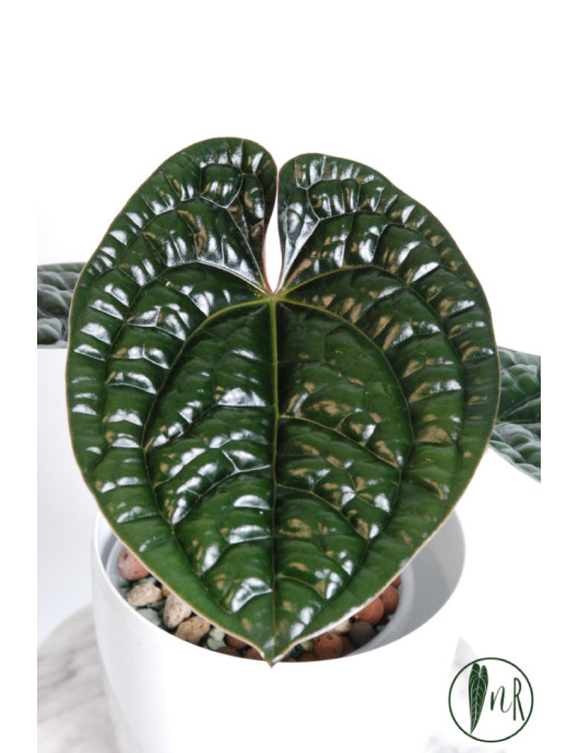 Anthurium luxurians