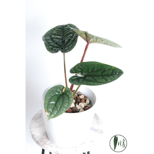 Anthurium luxurians