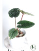 Anthurium luxurians