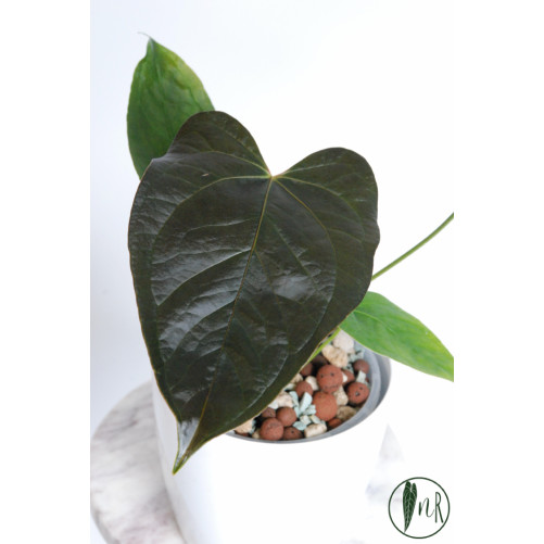 Anthurium queen of hearts