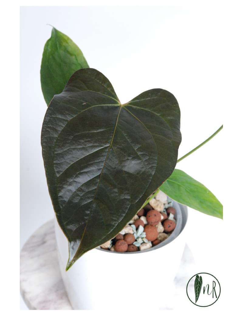 Anthurium queen of hearts