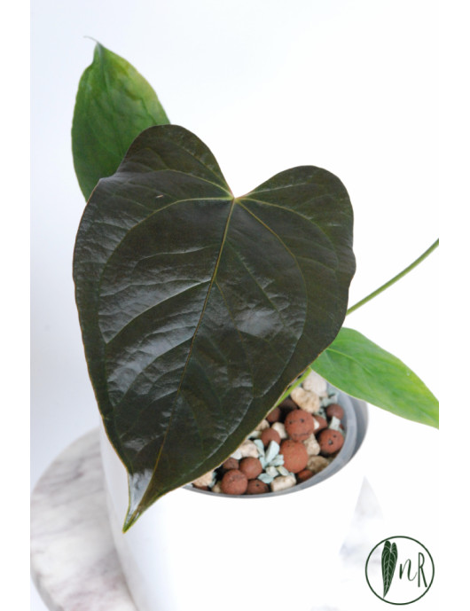 Anthurium queen of hearts