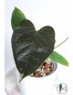 Anthurium queen of hearts