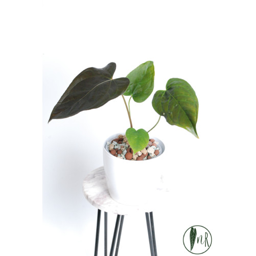 Anthurium queen of hearts