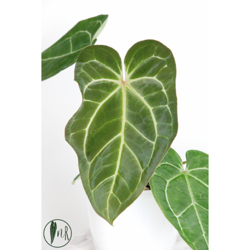 Anthurium crystallinum x AOS