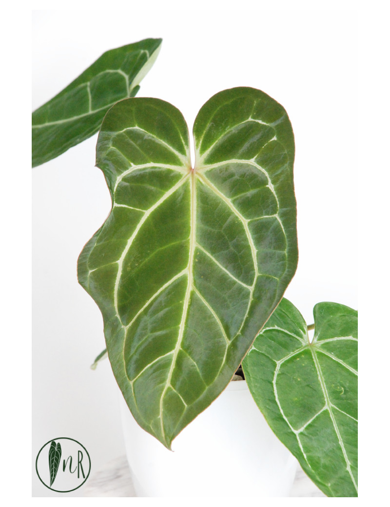 Anthurium crystallinum x AOS