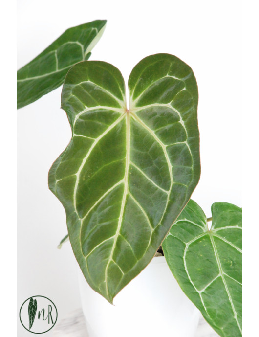 Anthurium crystallinum x AOS