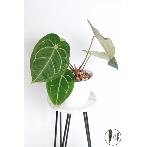 Anthurium crystallinum x AOS