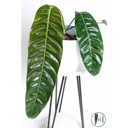 Philodendron patriciae