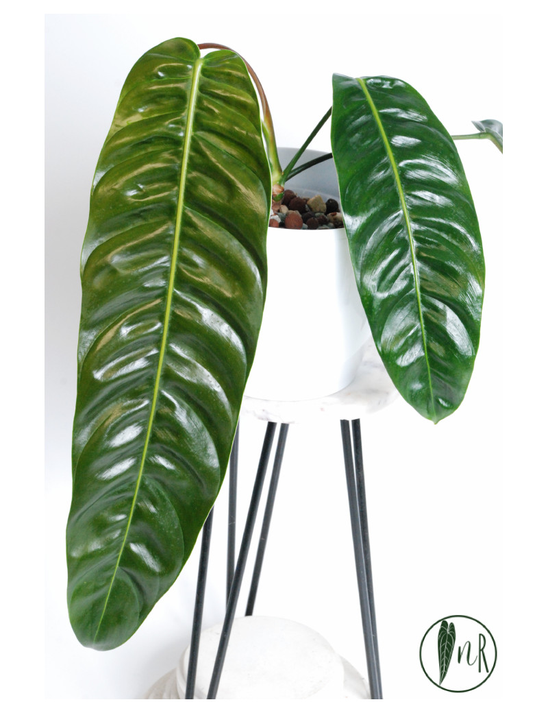 Philodendron patriciae