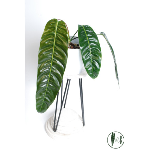 Philodendron patriciae