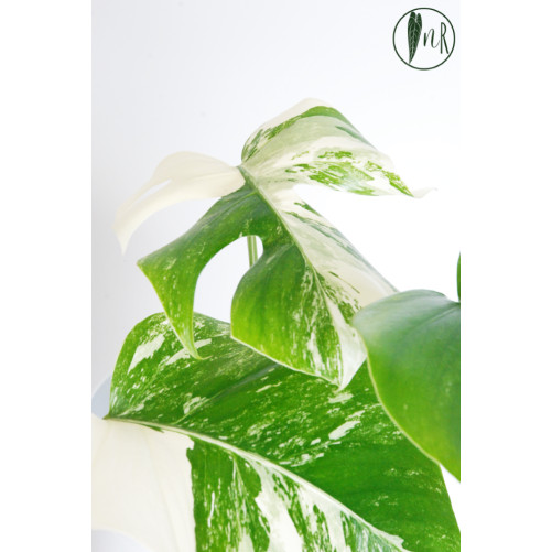 Monstera deliciosa variegata