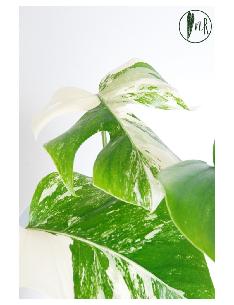 Monstera deliciosa variegata