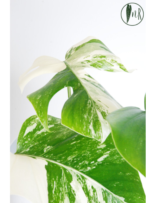 Monstera deliciosa variegata