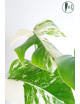 Monstera deliciosa variegata