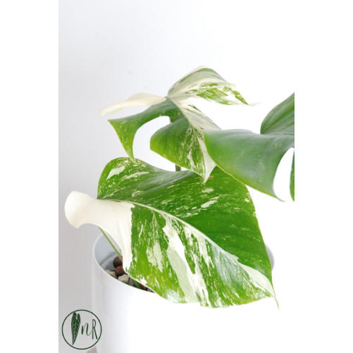Monstera deliciosa variegata