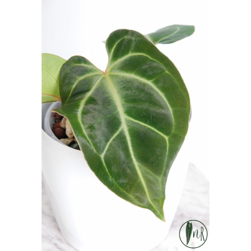 Anthurium besseae aff