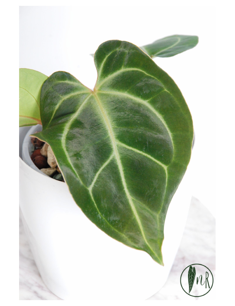 Anthurium besseae aff