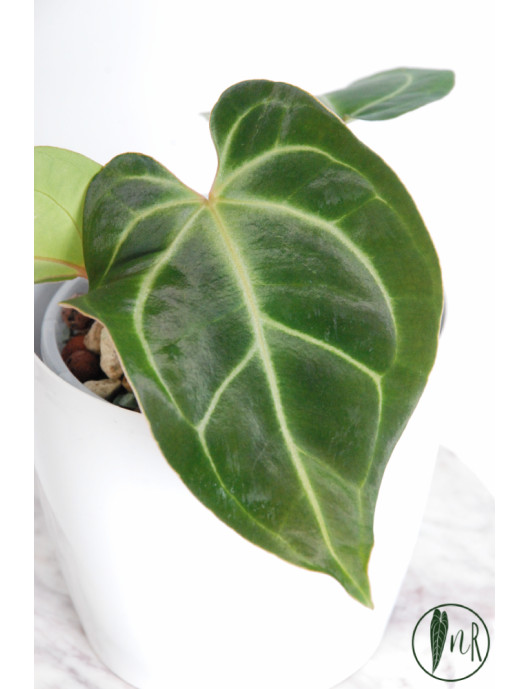 Anthurium besseae aff