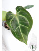 Anthurium besseae aff