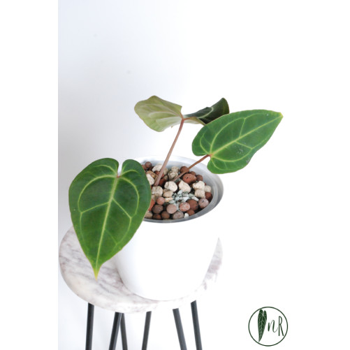 Anthurium besseae aff