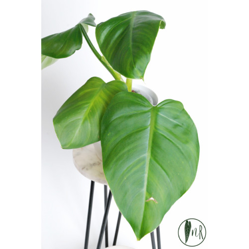 Philodendron atratum