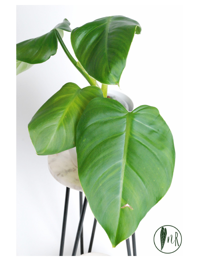 Philodendron atratum