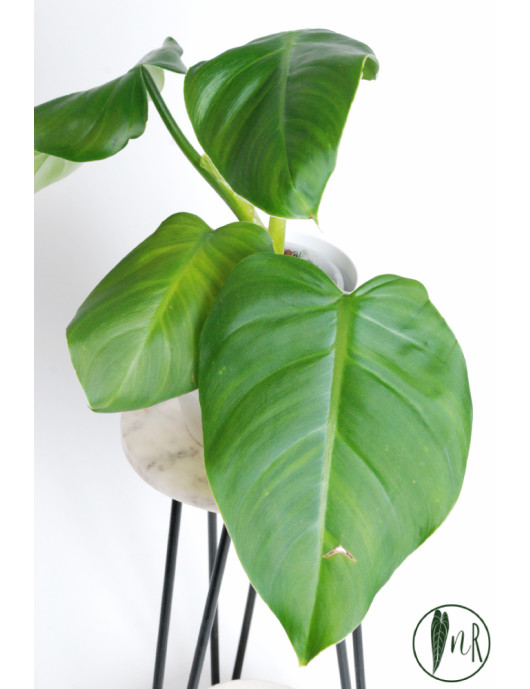 Philodendron atratum