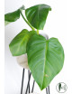Philodendron atratum
