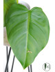 Philodendron atratum