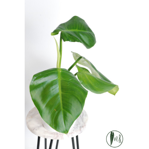 Philodendron atratum