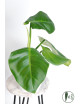 Philodendron atratum